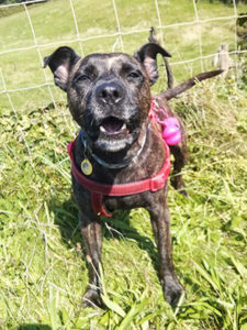 Chris Boshell's dog, a Staffordshire Bull Terrier, in the sun, wearing a red harness