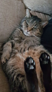 Tabby cat putting his feet up