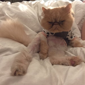 Persian cat in a T-shrit looking extremely grumpy