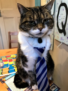 Cat wearing child's school tie, looking extremely grumpy