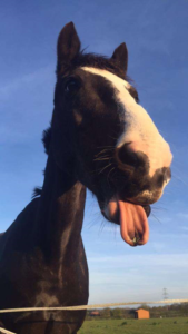 Horse sticking its tongue out