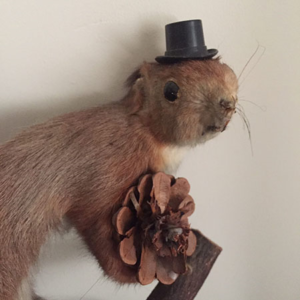 Taxidermy red squirrel wearing top hat and holding a pine cone