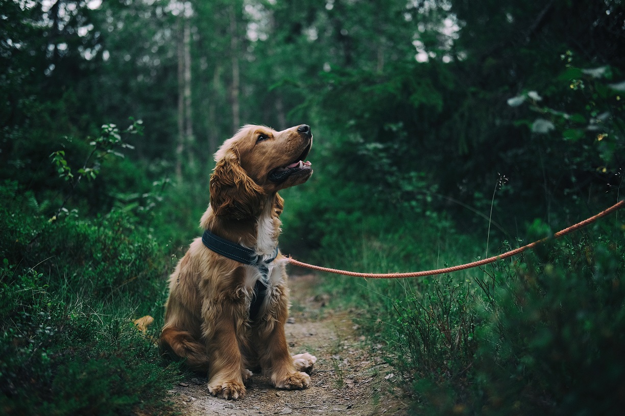 Image of a dog in a forest looking up at its owner