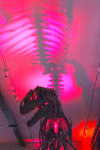 Photo of a dinosaur housed with the museum where the event took place