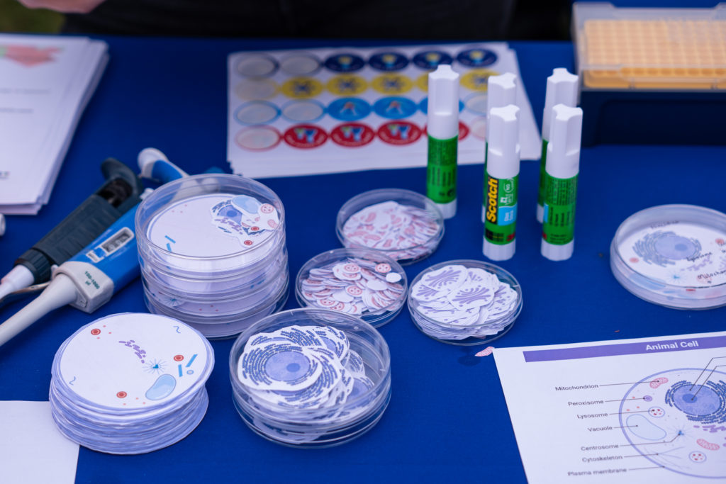 Photo of petri dishes and cell collage used as a public engagement activity for kids