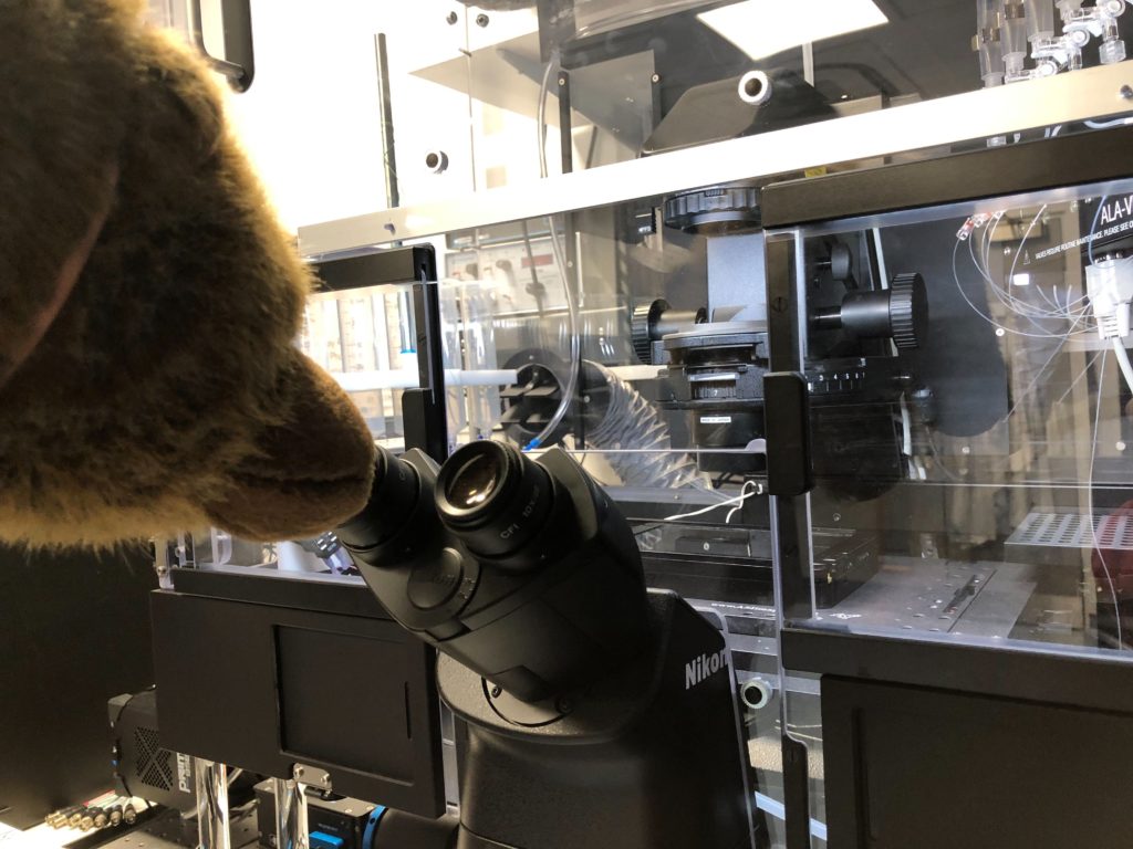 Bear taking a look at a microscope