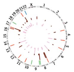 Investigating the Alternative Lengthening of Telomeres (ALT)